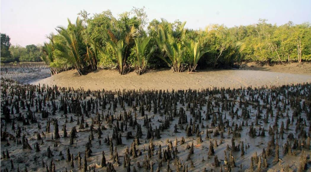 Sundarbans Mangrove Forest