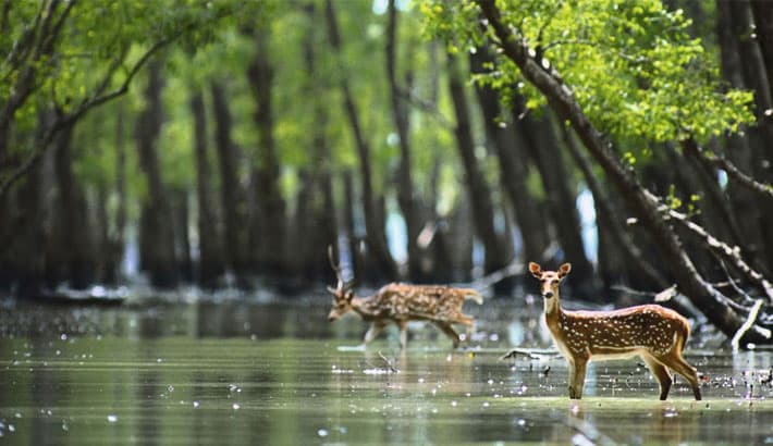 Sundarbans Mangrove Forest