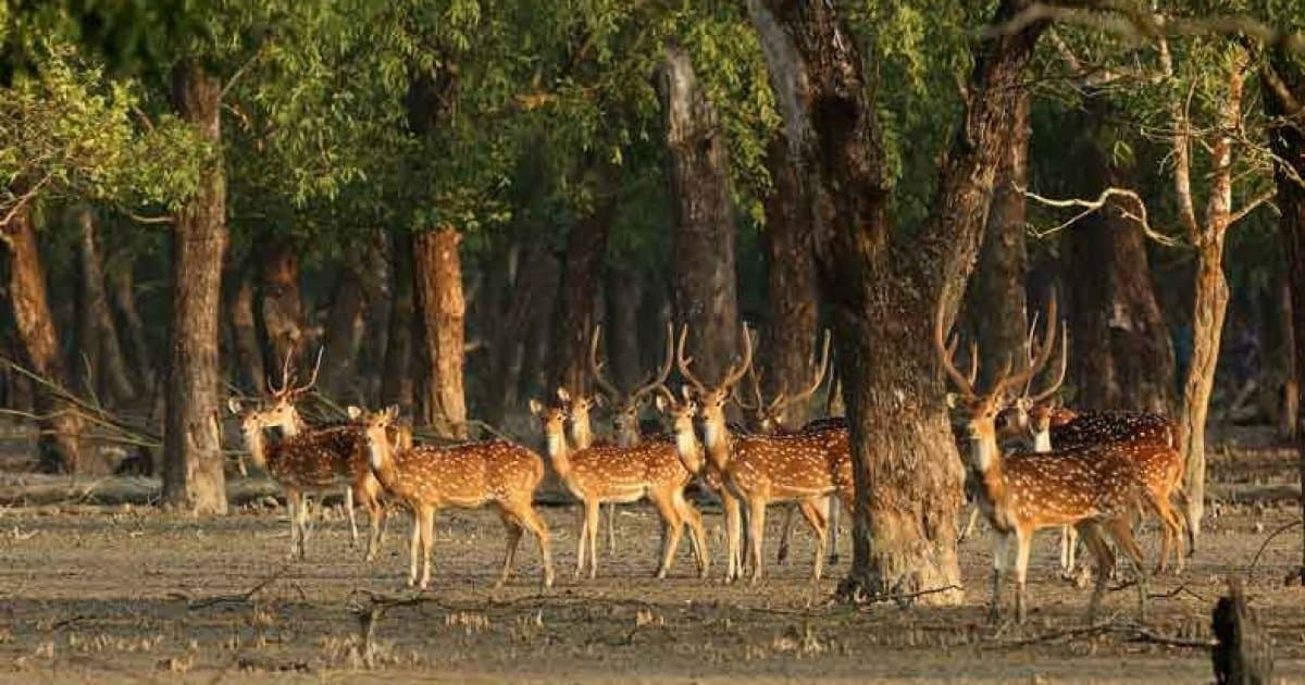 Sundarbans Mangrove Forest