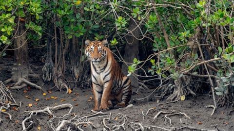 Sundarbans Mangrove Forest