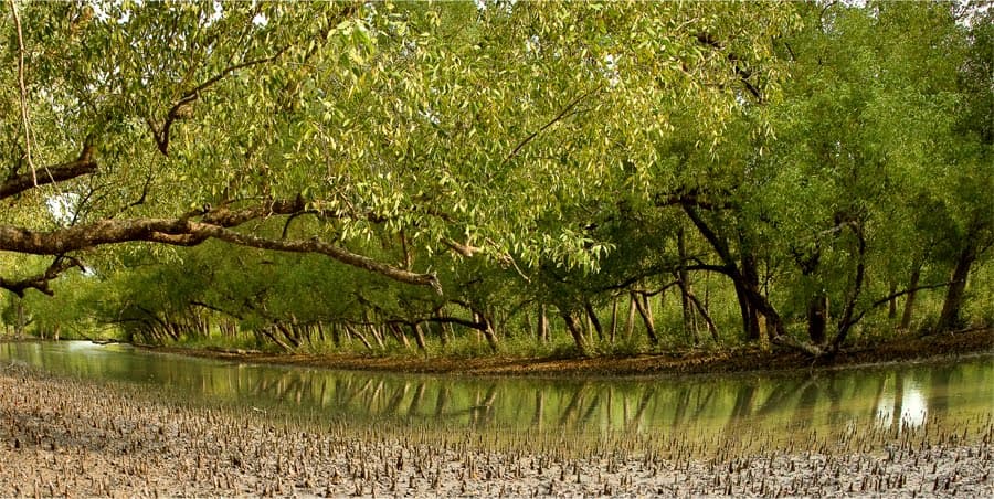 Sundarbans Mangrove Forest